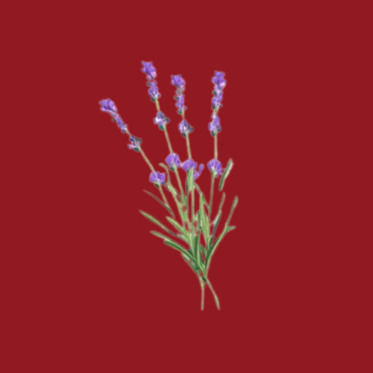 Aromë lavender