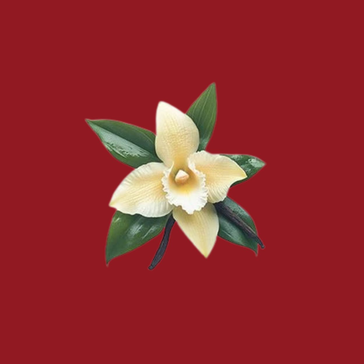 Aromë vanille